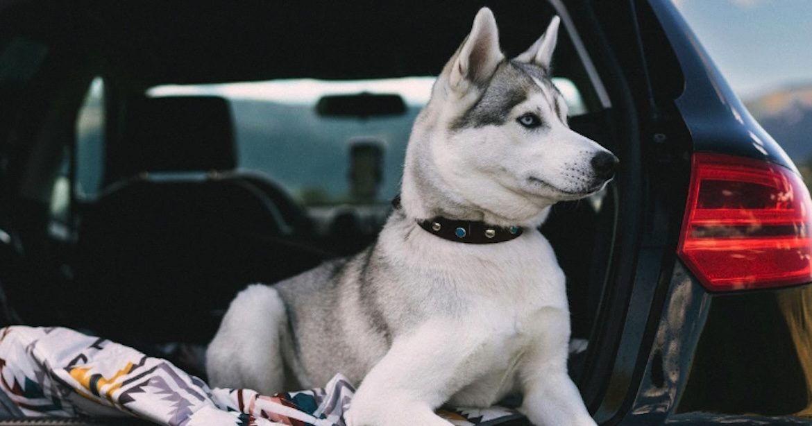Dog in car
