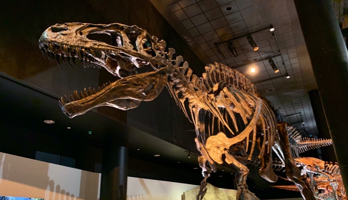 Our Top 9 Best Things to do with Kids in Houston!