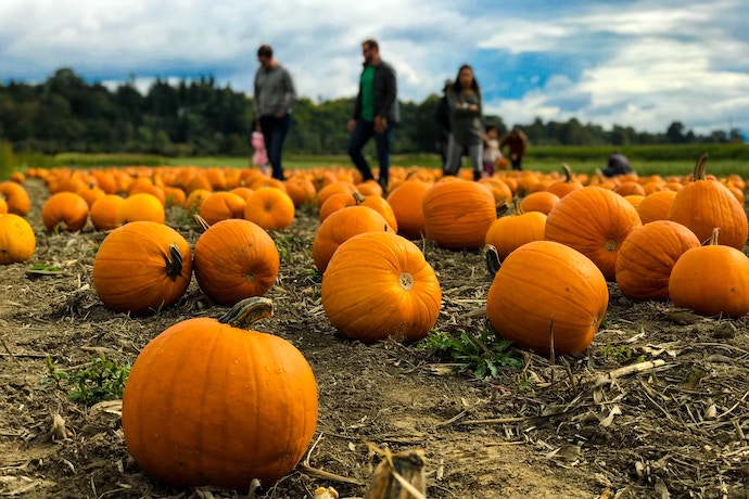 family pumpkin picking