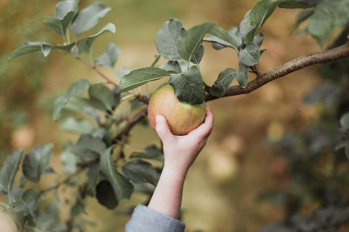 a young hand reaches up and picks an apple