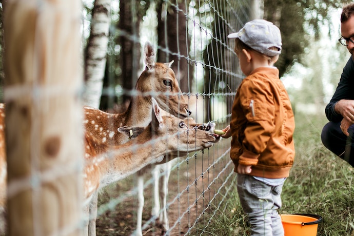 boy feeding deers