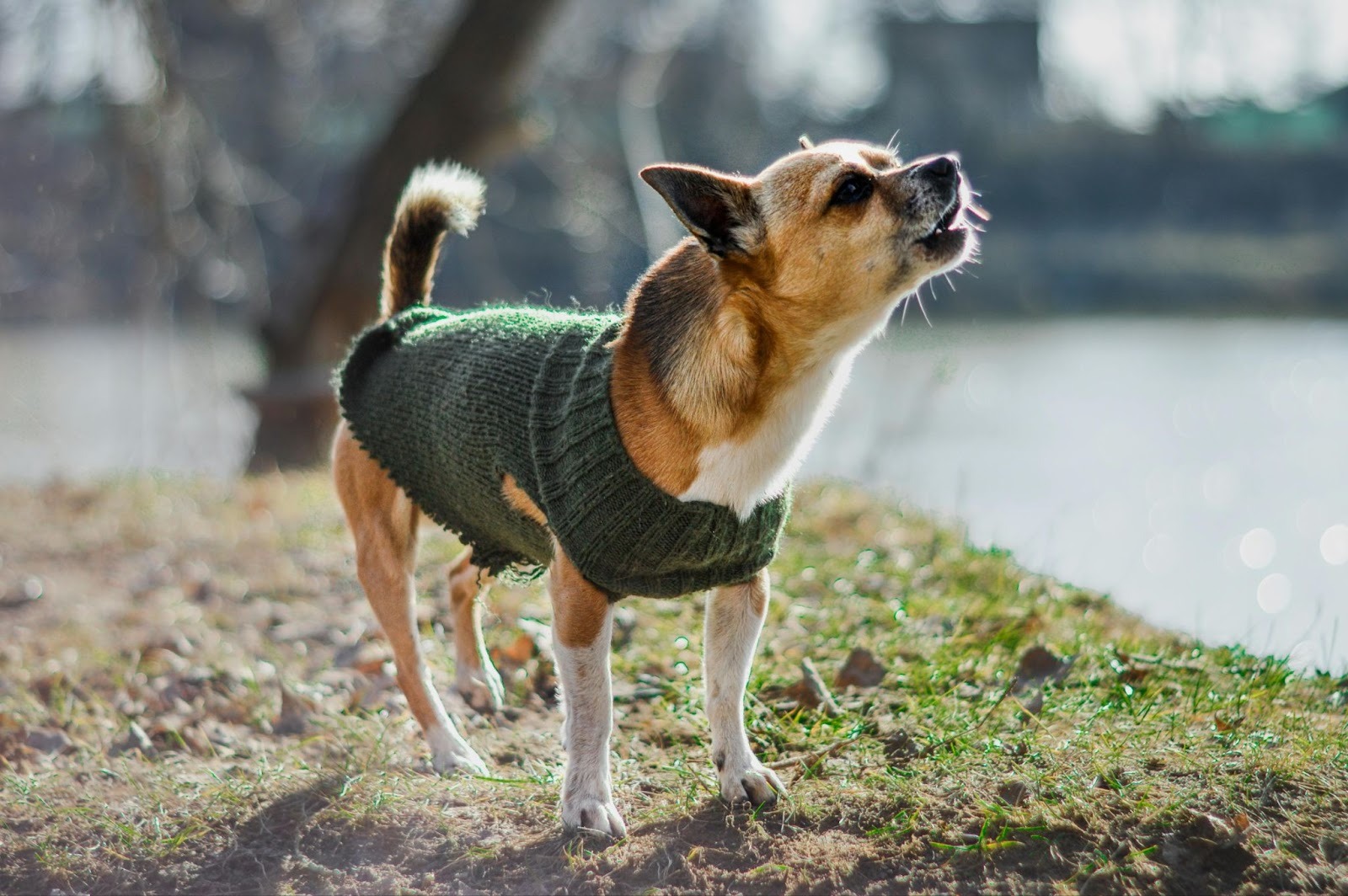 dog in jacket