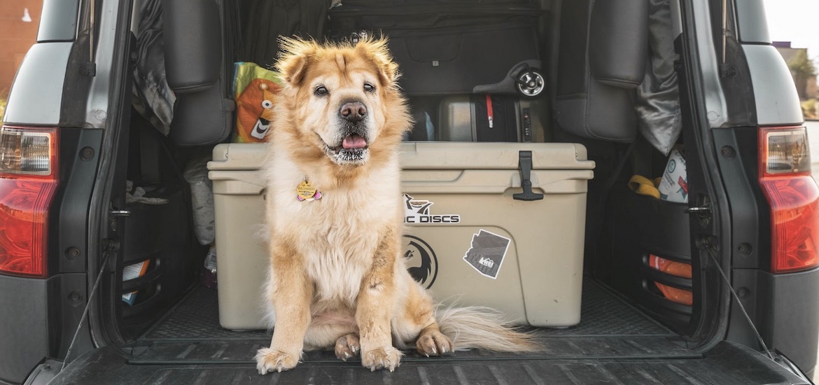 dog ready to go on holiday