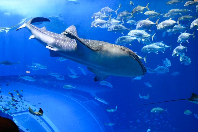 a whale shark swims in an aquarium