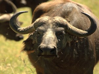 Tupelo buffalo park