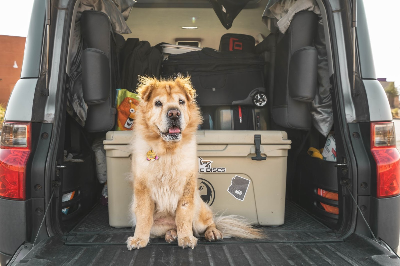 dog ready to go on holiday