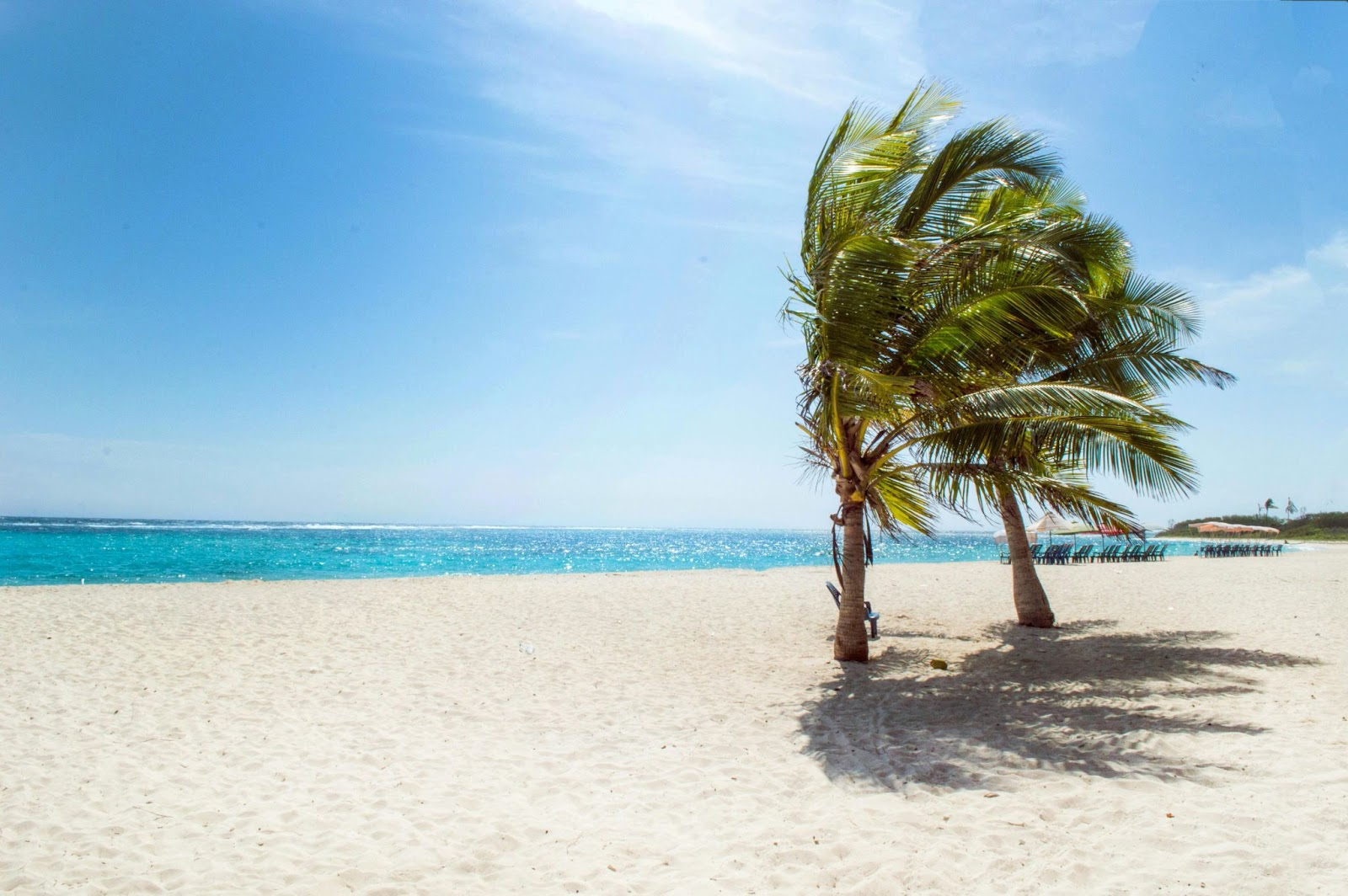 palm tree on beach