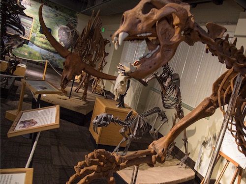 idaho museum of natural history