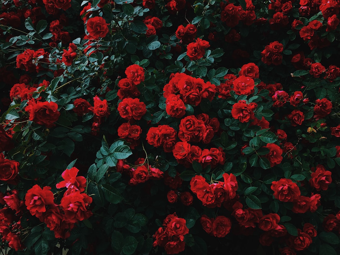 Visit the Rose Garden