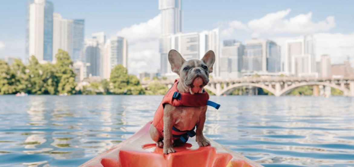 dog on canoe wearing lifejacket