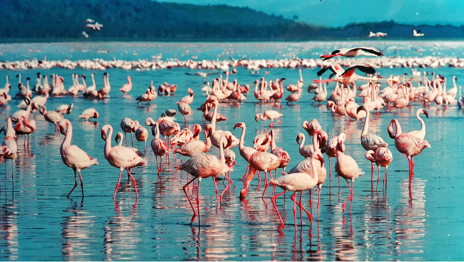 https://pixabay.com/photos/pink-flamingo-lake-nakuru-kenya-1484781/