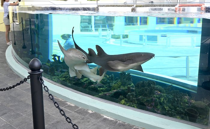 loggerhead marinelife center sharks