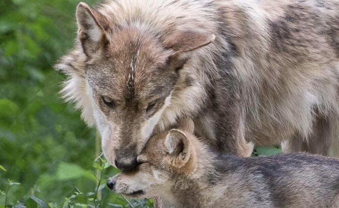 endangered wolf center wolves cuddling