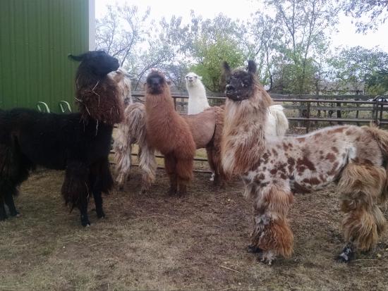 The llamas of ShangriLlama