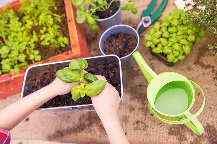 kid creating herb garden