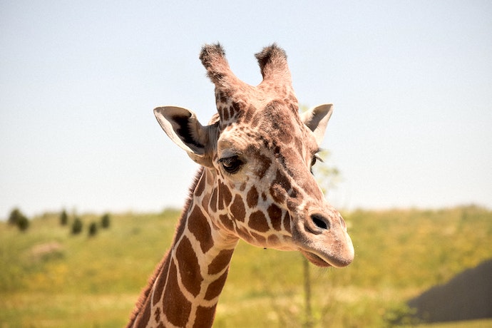 a giraffe at the zoo , close up