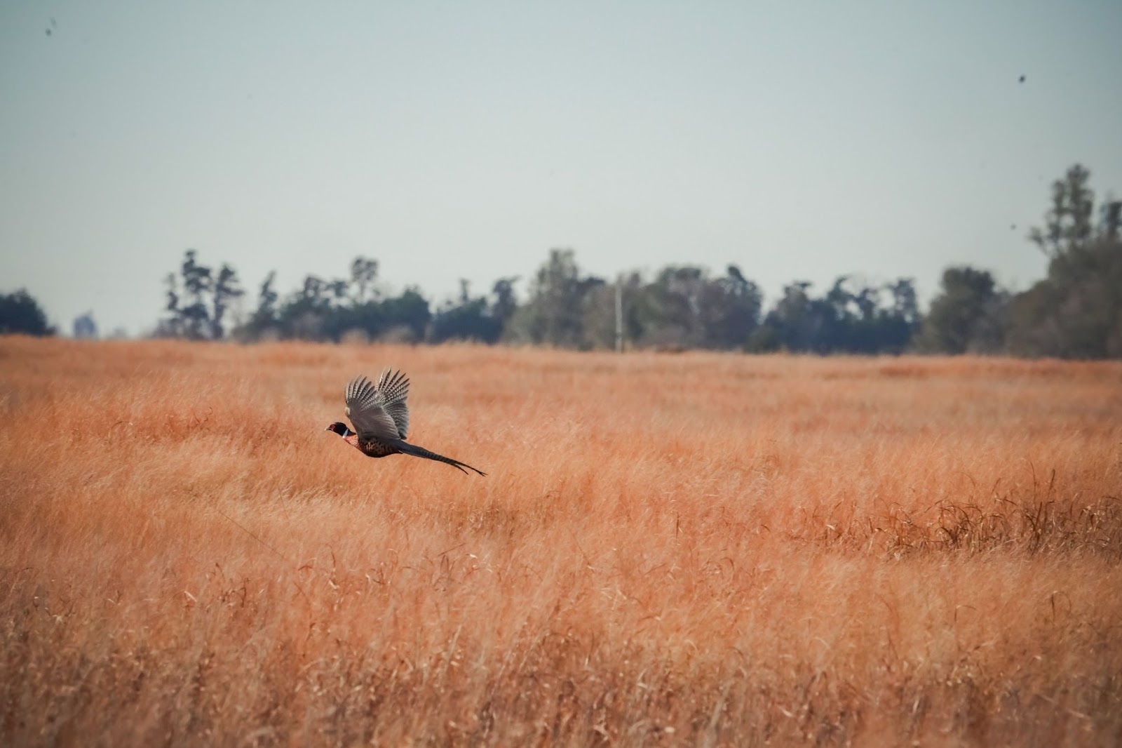 Pheasant flying over tall prairie grass at Pheasant Run RV Park