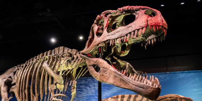 Our Top 9 Best Things to do with Kids in Dallas!