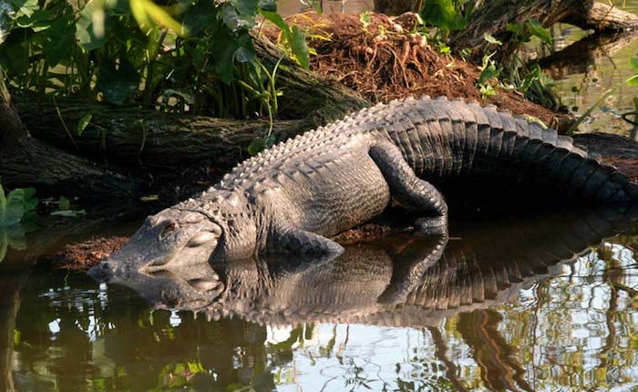 gatorland crocodile alligator in the water