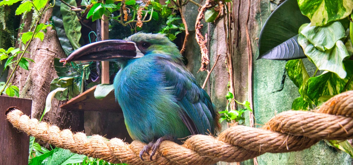 close up of an exotic bird