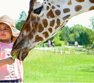 tanganyika falls wildlife park giraffe
