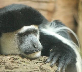 Caldwell zoo