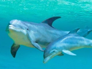 Dolphin quest