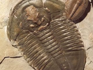 Natural history gray fossil
