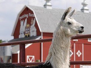 Dominos petting farm