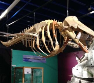 alaska museum science and nature