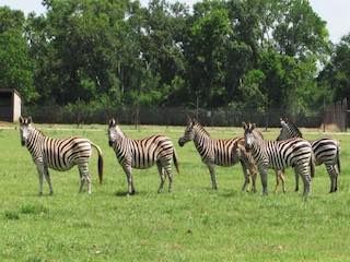 Bayou wildlife zoo
