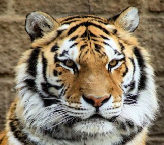 Bramble Park Zoo in South Dakota has over 130 species of animals from around the world