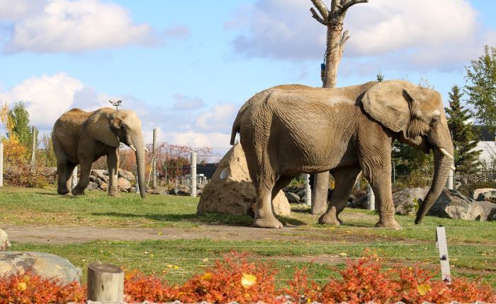 elephants-at-granby-zoo