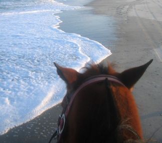 amelia island state park florida horseback riding on the beach