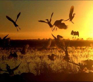 Yolo bypass wildlife area