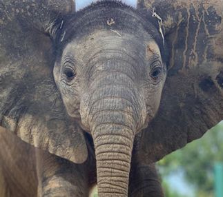 elephant louisville zoo