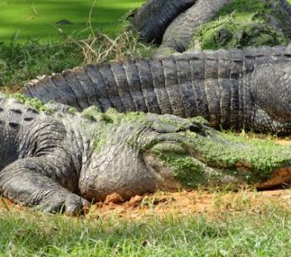 gators and friends alligator park louisiana zipeline