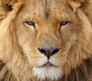Wild animal sanctuary