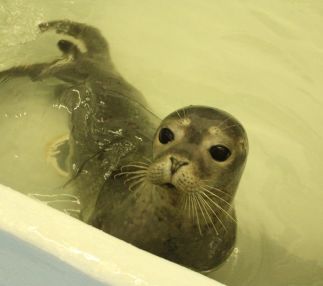 Marine mammal stranding center