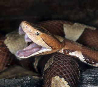 reptile gardens in rapid city south dakota with the largest reptile collection in the world