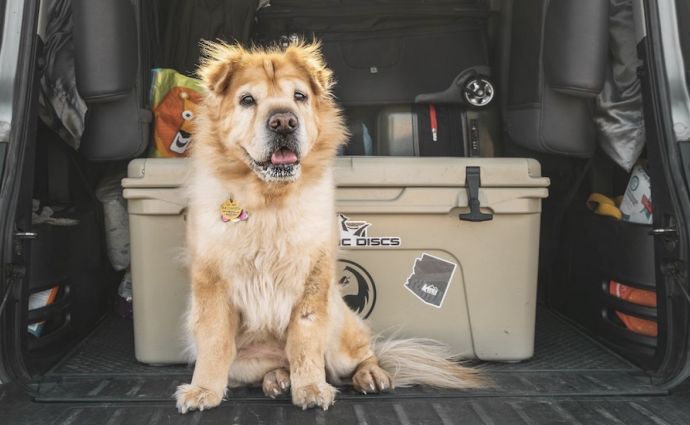 dog ready to go on holiday