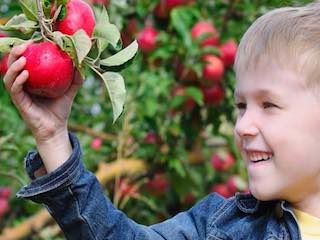 All seasons orchard