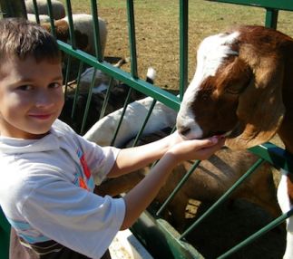 green meadows petting farm texas grand prairie farm fun for the family