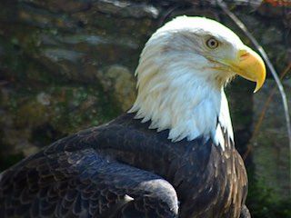 Brandywine zoo