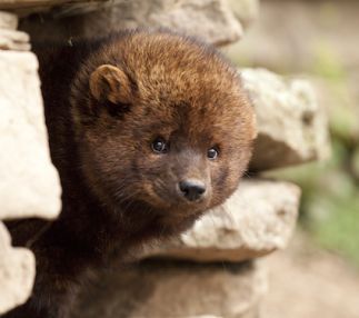 west virginia wildlife center with wildlife and nature trails great for kids