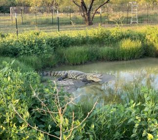 Crocodile