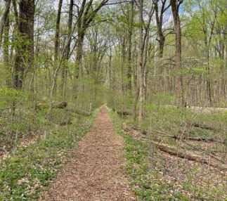 A trail at Wesselman Woods