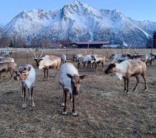 reindeer farm alaska