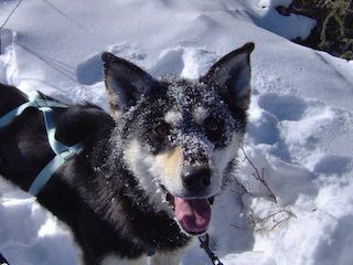 Chena dog adventures
