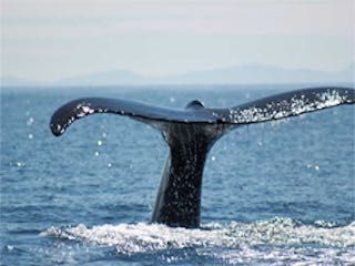 Cape fox tours